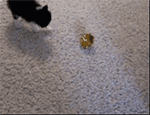 可爱的猫咪图片表情包大全3