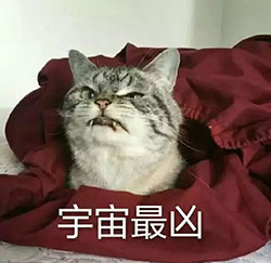关于动态的祝福表情11