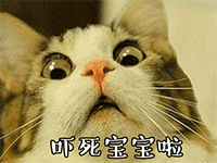 猫咪超萌表情3