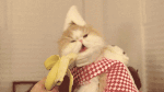 关于爱情的表情gif6