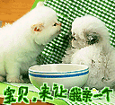 暴风雨文字表情2