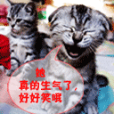qq榴莲表情在哪里6