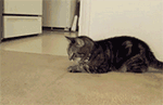 猫和老鼠表情包搞笑gif3