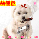 这样祝福不过分吧表情包图片3