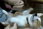 原神钟离fbi表情包3