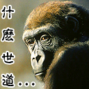 鲨鱼表情包头像2