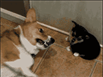 可爱的猫咪图片表情包大全10