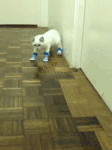 15组小猫的好看的表情7