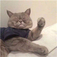 迪迦奥特曼的兄弟头像3