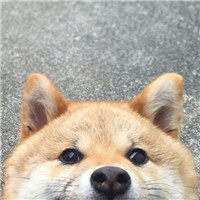 抖音头像说说11