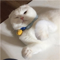 兄弟龙虎头像8