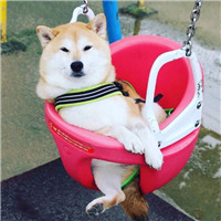 上海风云姐妹头像2