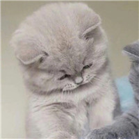 小猫的头像有哪些12
