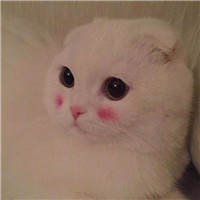 猪头像搞笑图片可爱5
