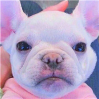 公猪搞笑头像2