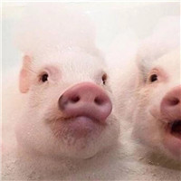 扣扣头像个性绿色4