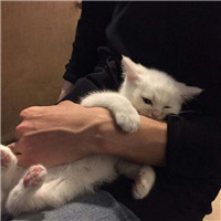 乌鸦油画男生头像5