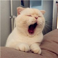 搞怪猪猪头像情侣头像图片6