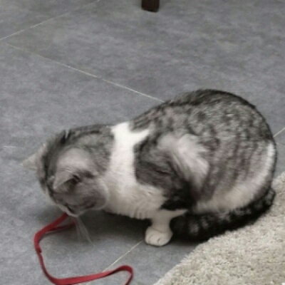 开朗的网友熊猫头像搞笑7