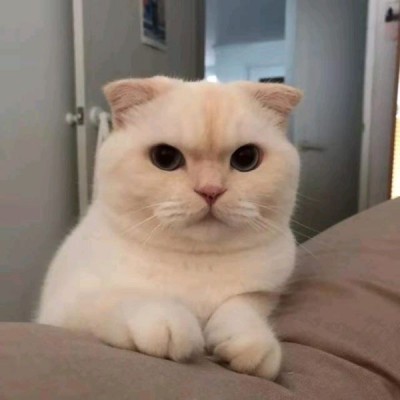狐王的游戏头像7