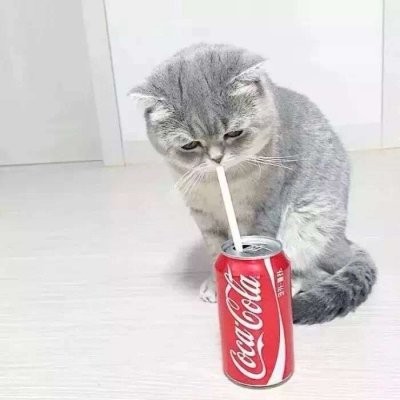 微信卡通情侣头像呆萌猪6
