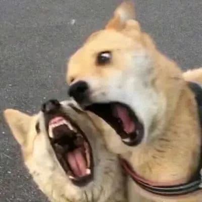 晓组织头像可爱搞怪8