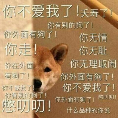 小猫好看头像图片10