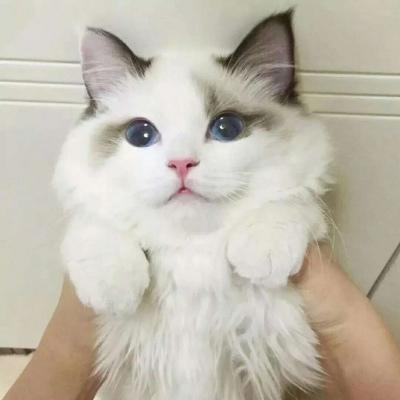 猫身的王者荣耀头像10