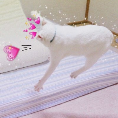 微信头像简约插花8