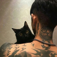 猫猫搞笑头像大全1