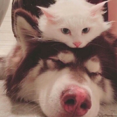 背影情侣头像猫和老鼠5