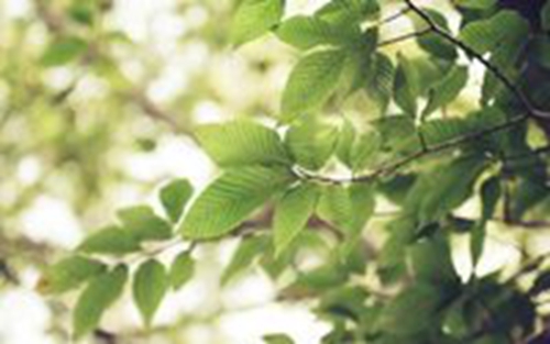 范仲淹什么朝代（范仲淹的简介）