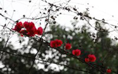 扶山是什么意思（扶山怎么理解）