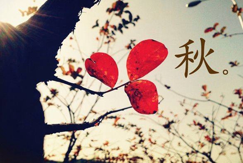 杜鹃鸟经典语录段子